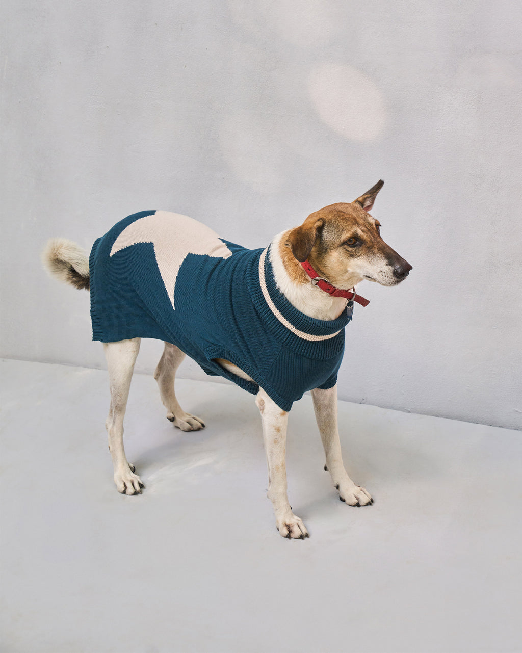 Star Snug Dog Sweater Teal Oatmeal – Nicobar