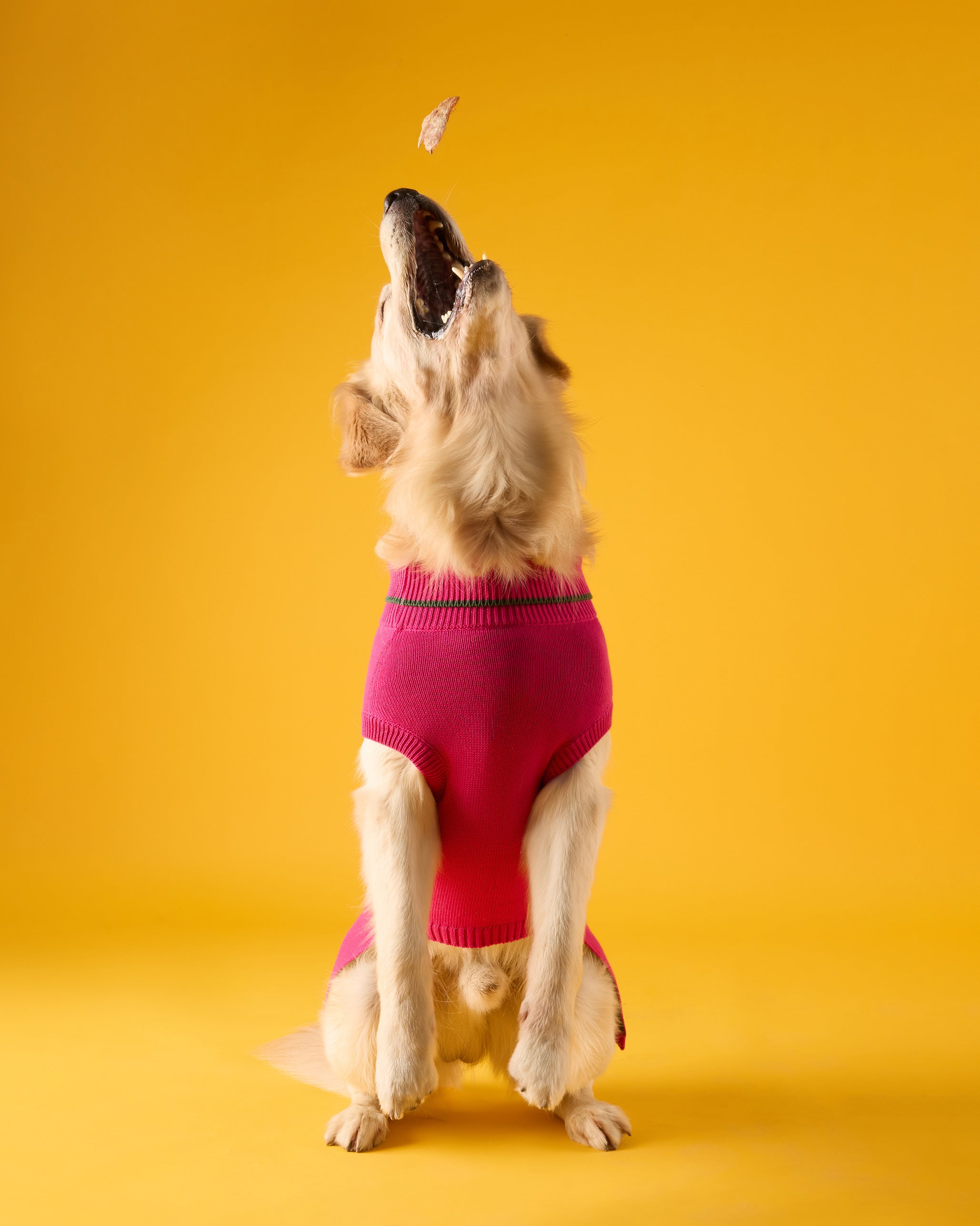 Bark Bloom Dog Sweater - Fuchsia