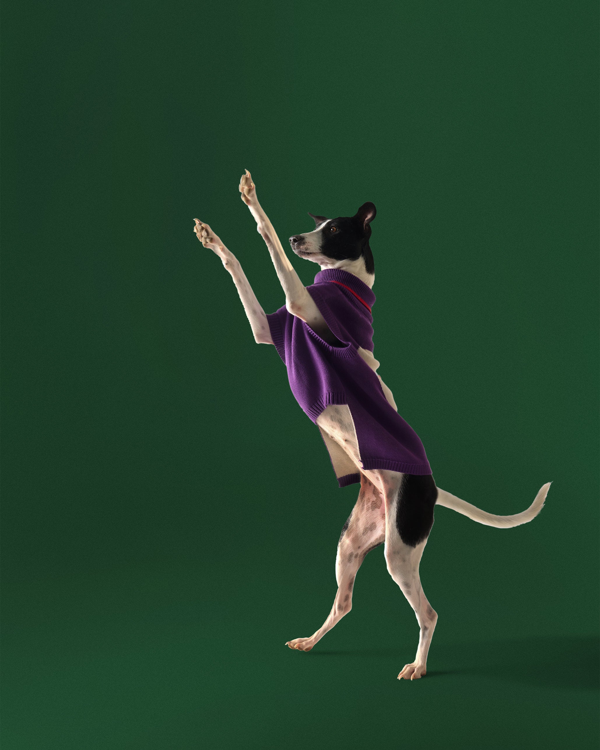 Fur-ever Dog Sweater - Purple