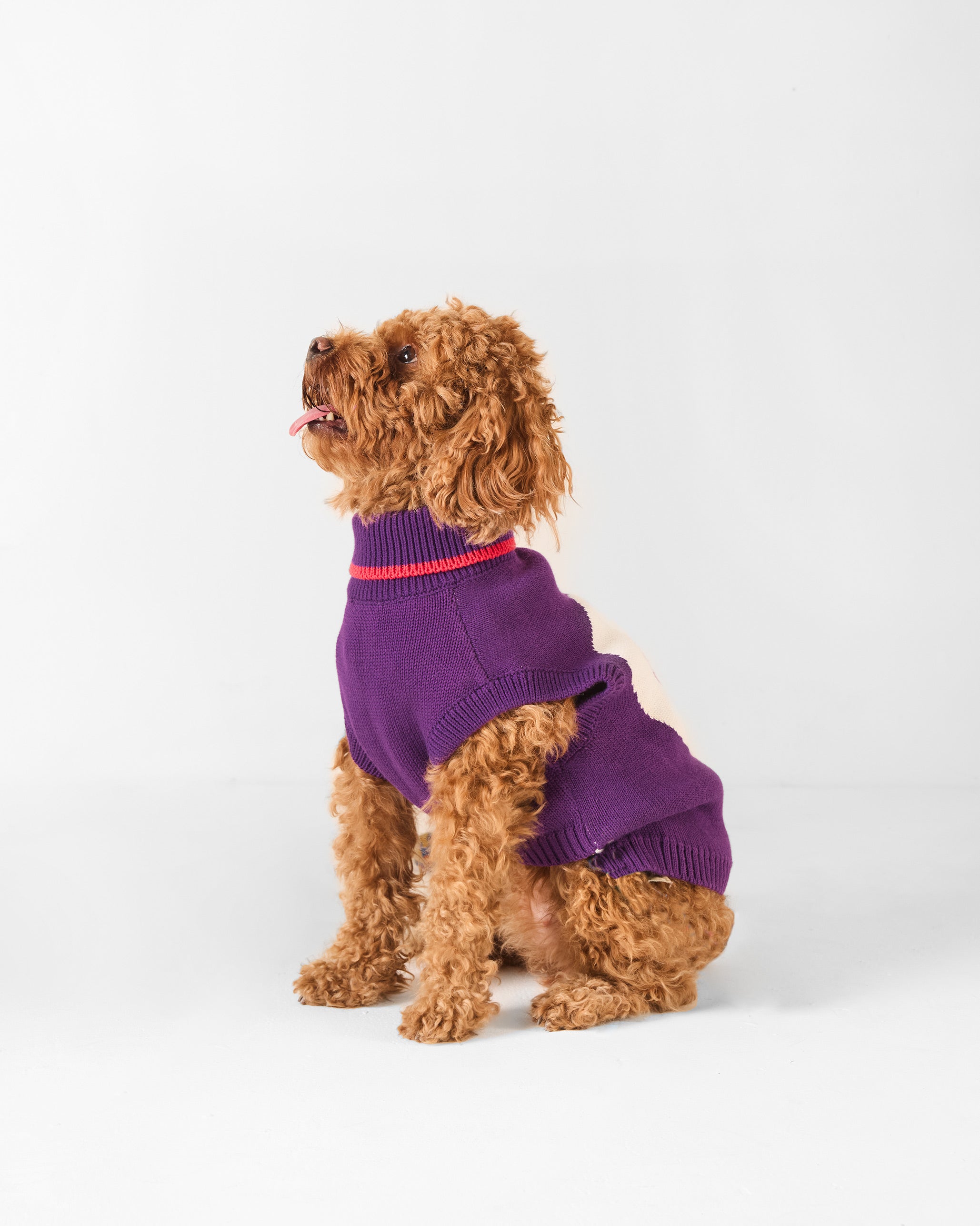 Fur-ever Dog Sweater - Purple