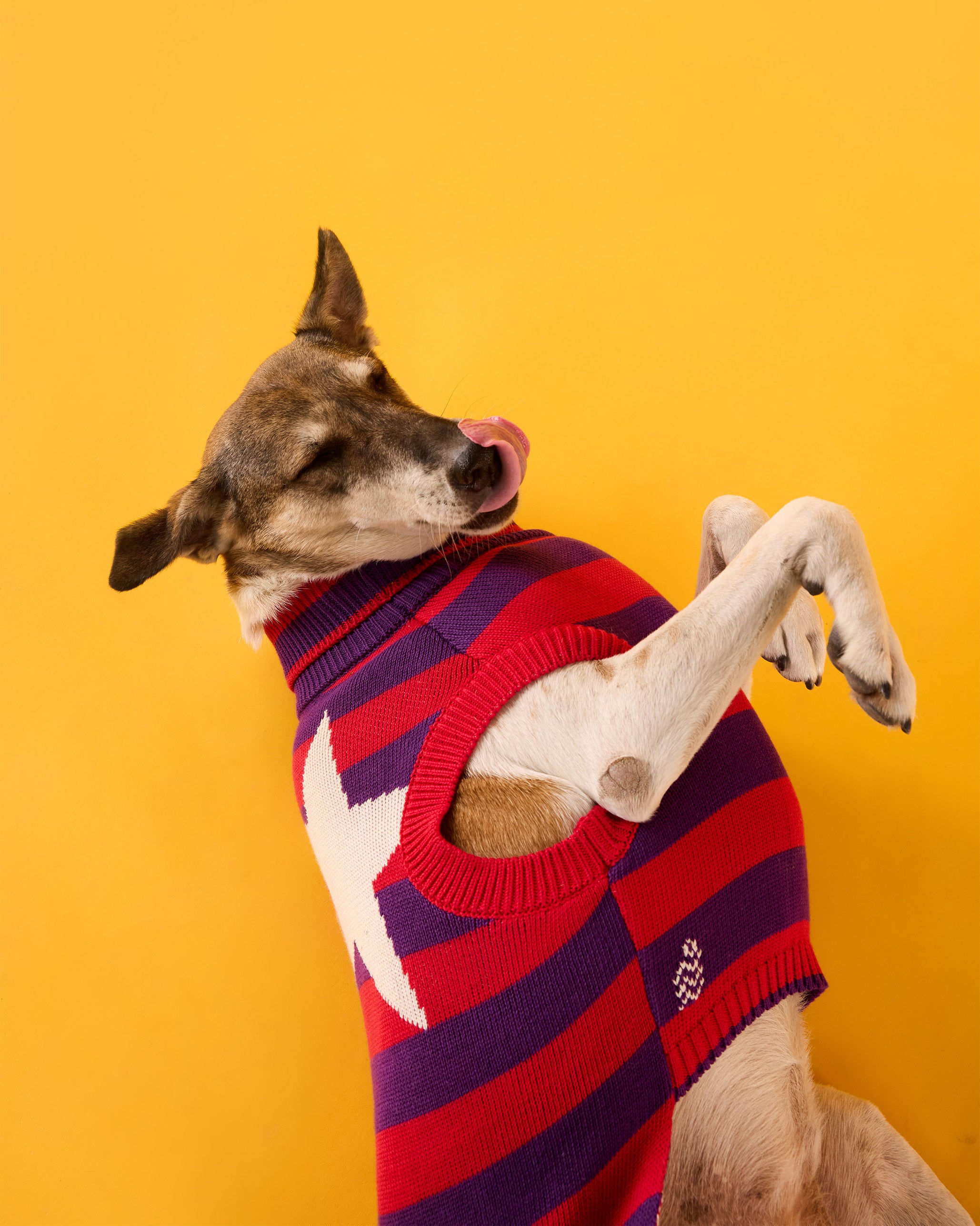 Cosmic Canine Dog Sweater - Red and purple