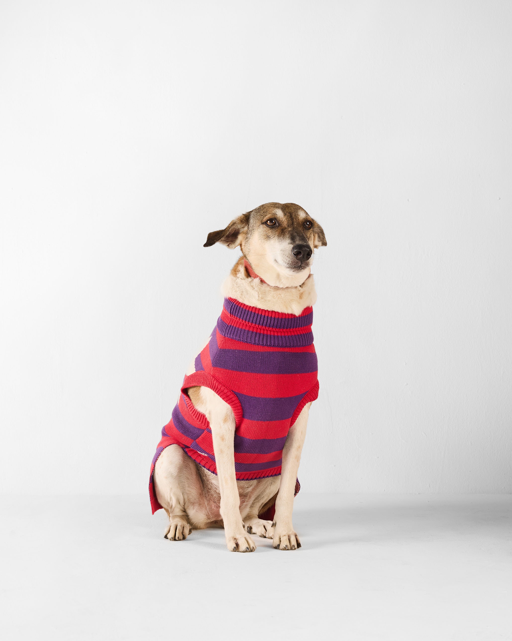 Cosmic Canine Dog Sweater - Red and purple