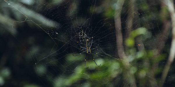 The Sinharaja Rainforest