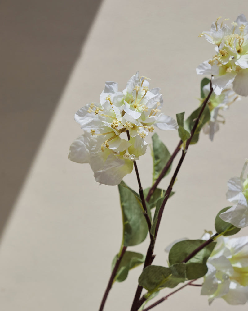 Bougainvillea Cream Flower