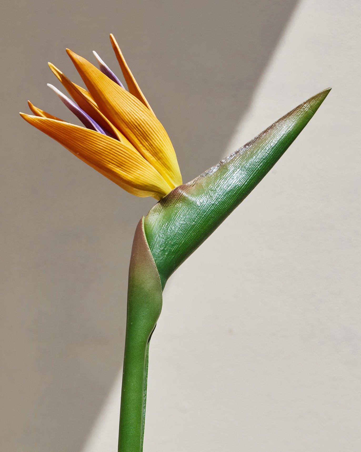 Bird of Paradise Flower