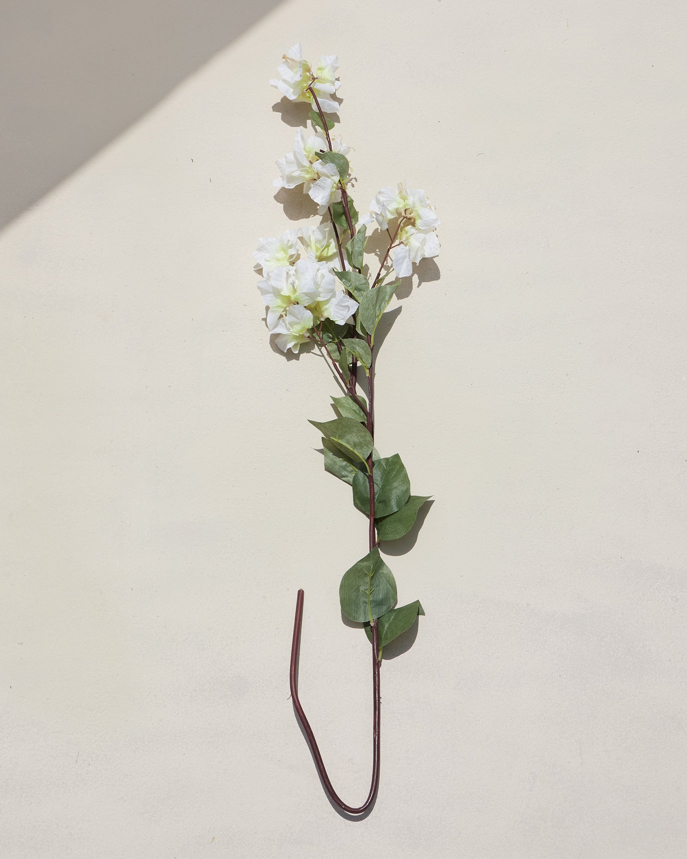 Bougainvillea Cream Flower