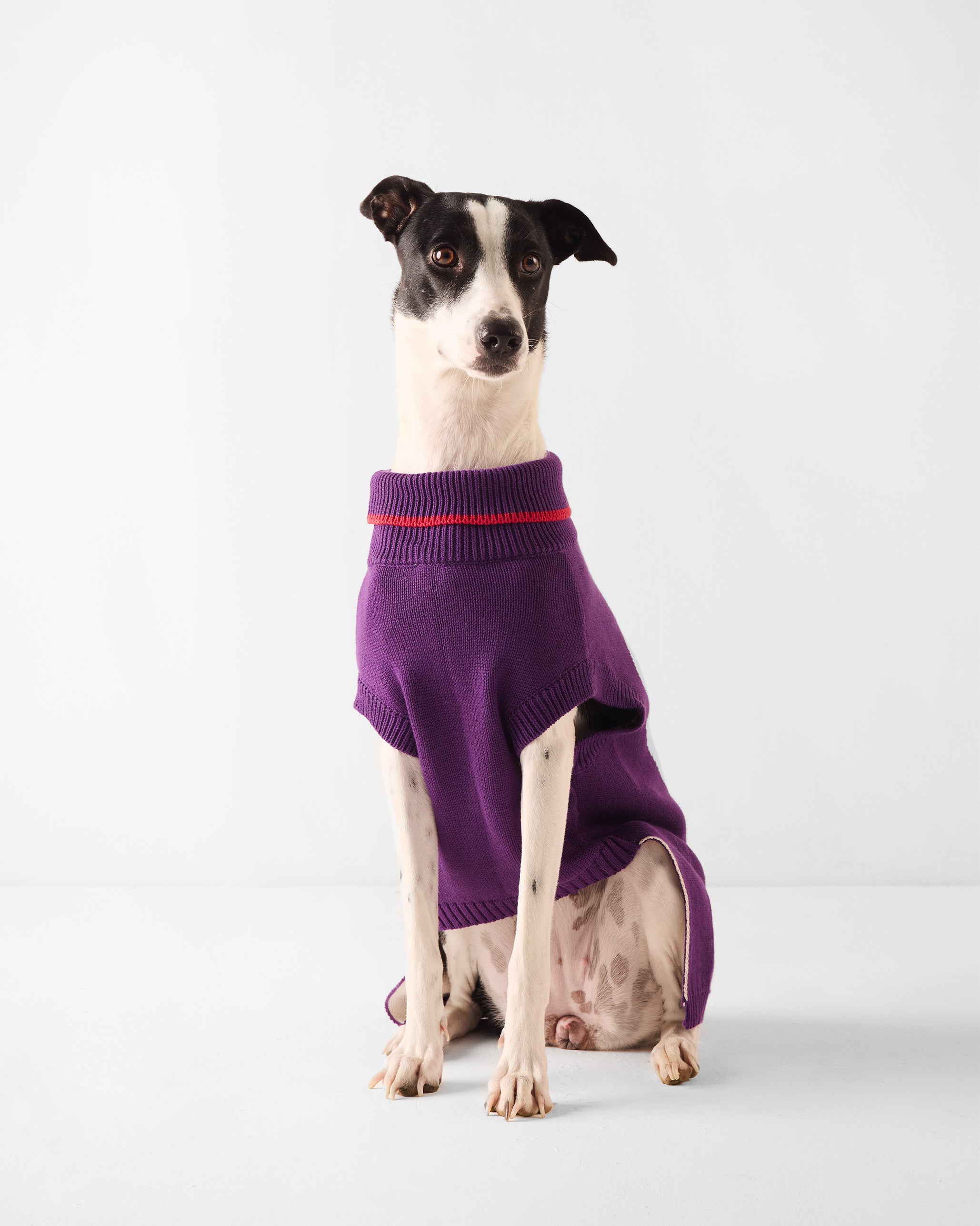 Fur-ever Dog Sweater - Purple