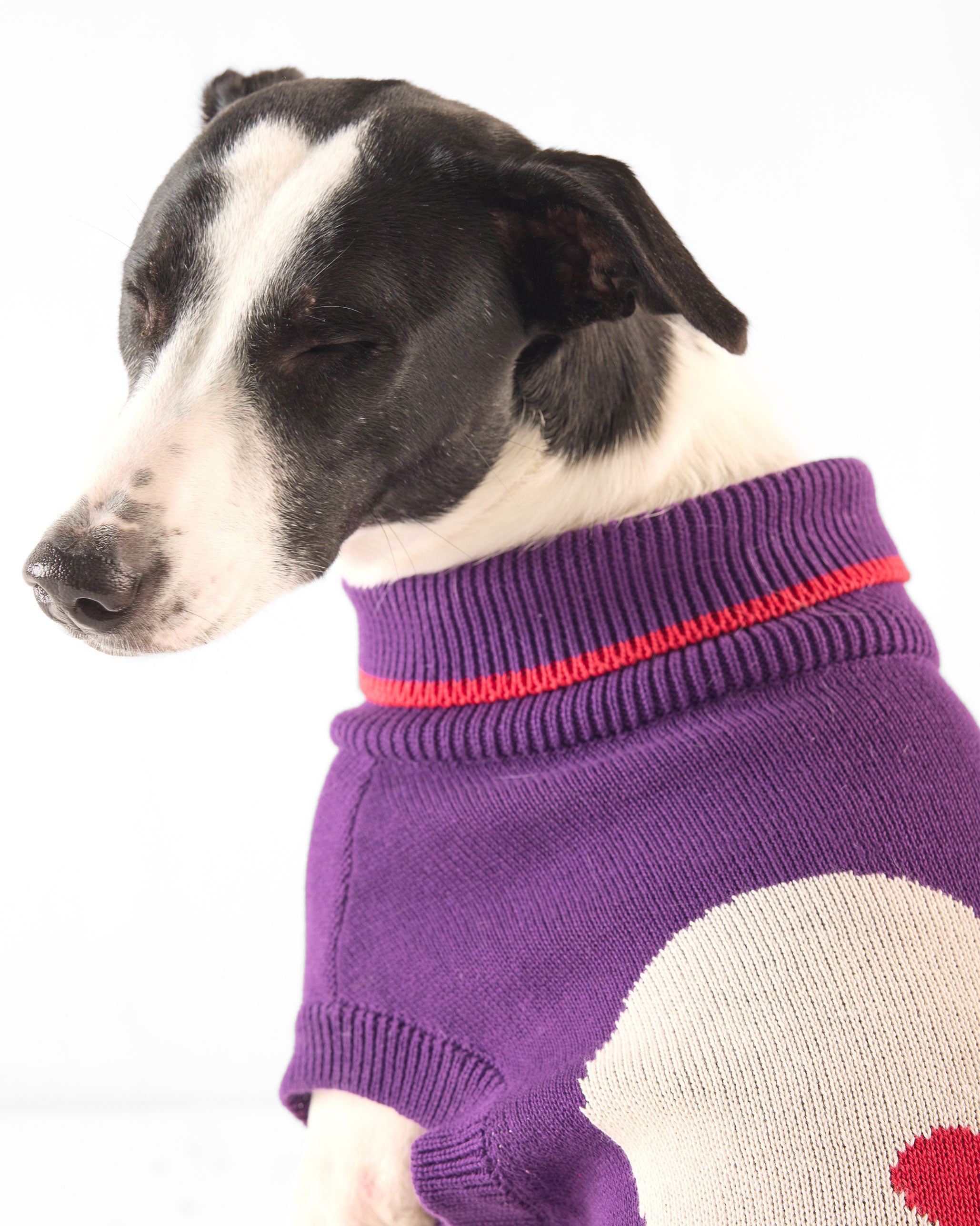Fur-ever Dog Sweater - Purple