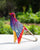 Whistling Sparrow - Purple